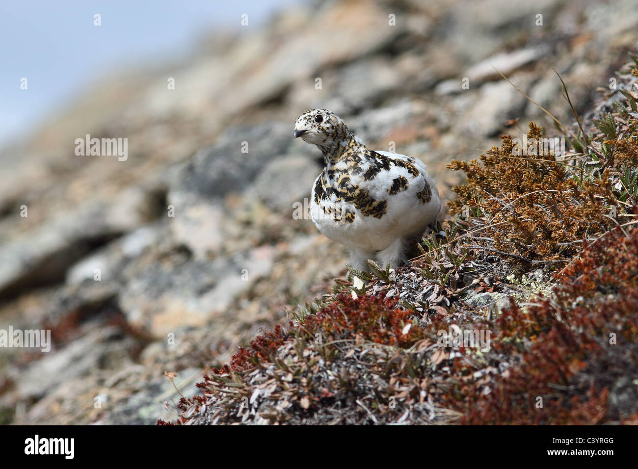 Femmina bianca-tailed pernice bianca Foto Stock