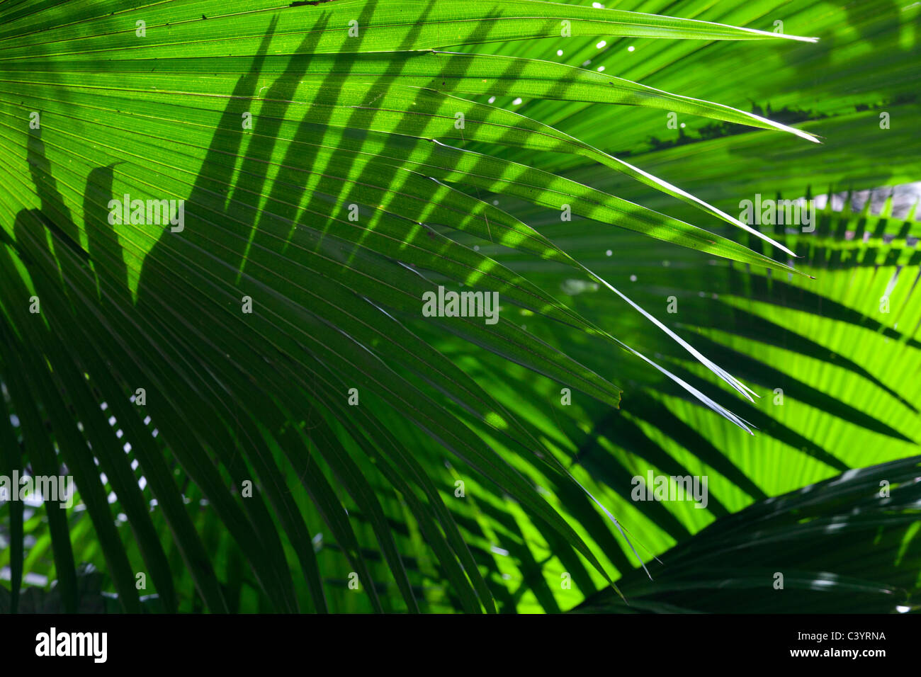 Modelli di illuminati dal sole foglie di palmo in tropicale giardino Singapore 2 Foto Stock