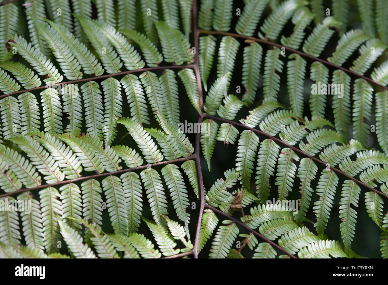 Felci arboree nel giardino di Singapore Foto Stock