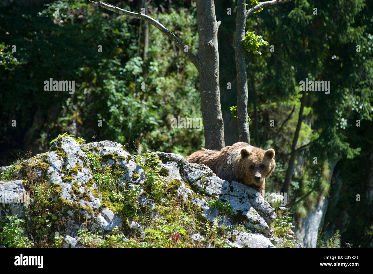 La Svizzera, Juraparc, orso, animale, Vaud, Le Pont-Vallorbe, legno, Foresta, parco animale Foto Stock
