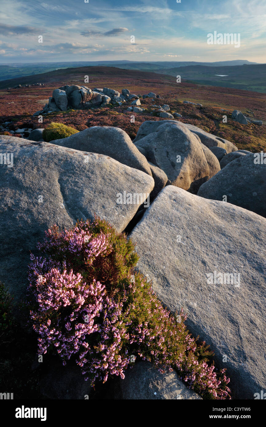 Antiche formazioni rocciose e heather sul panorama solitario di Barden cadde nello Yorkshire, Inghilterra Foto Stock