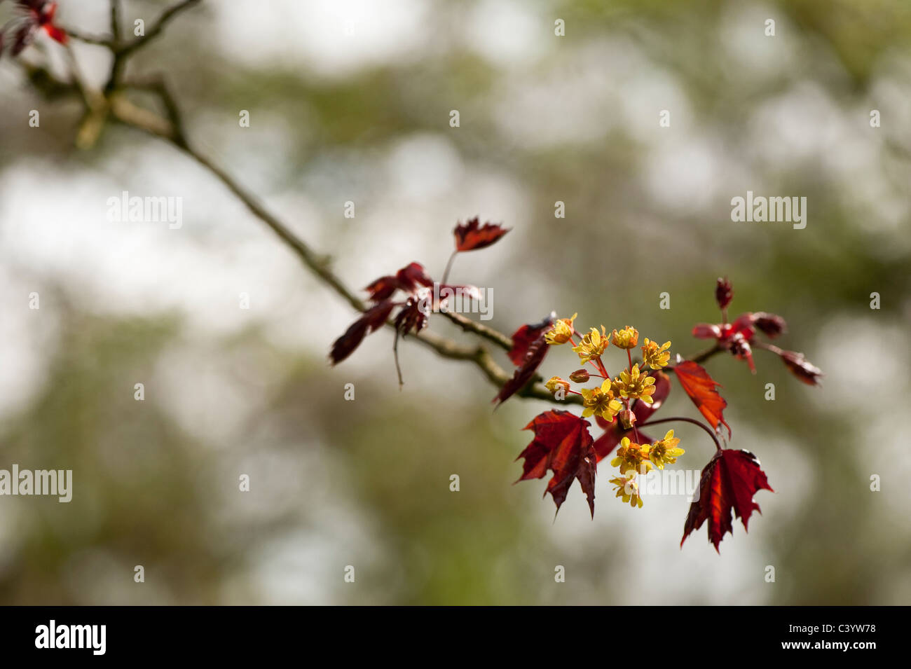 Acer platanoides Faassen 'nera' in fiore Foto Stock