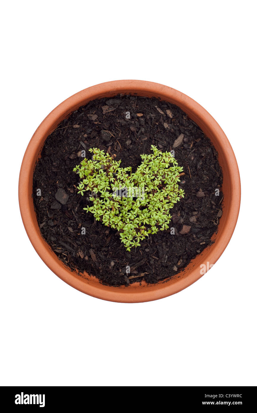 Arricciato crescione, Lepidium sativum, cresce in forma di cuore Foto Stock