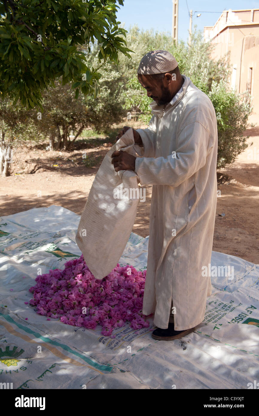 Uomo boccioli di smistamento a valle delle rose durante il festival di rose in Kelaa des Mgouna per profumeria Foto Stock