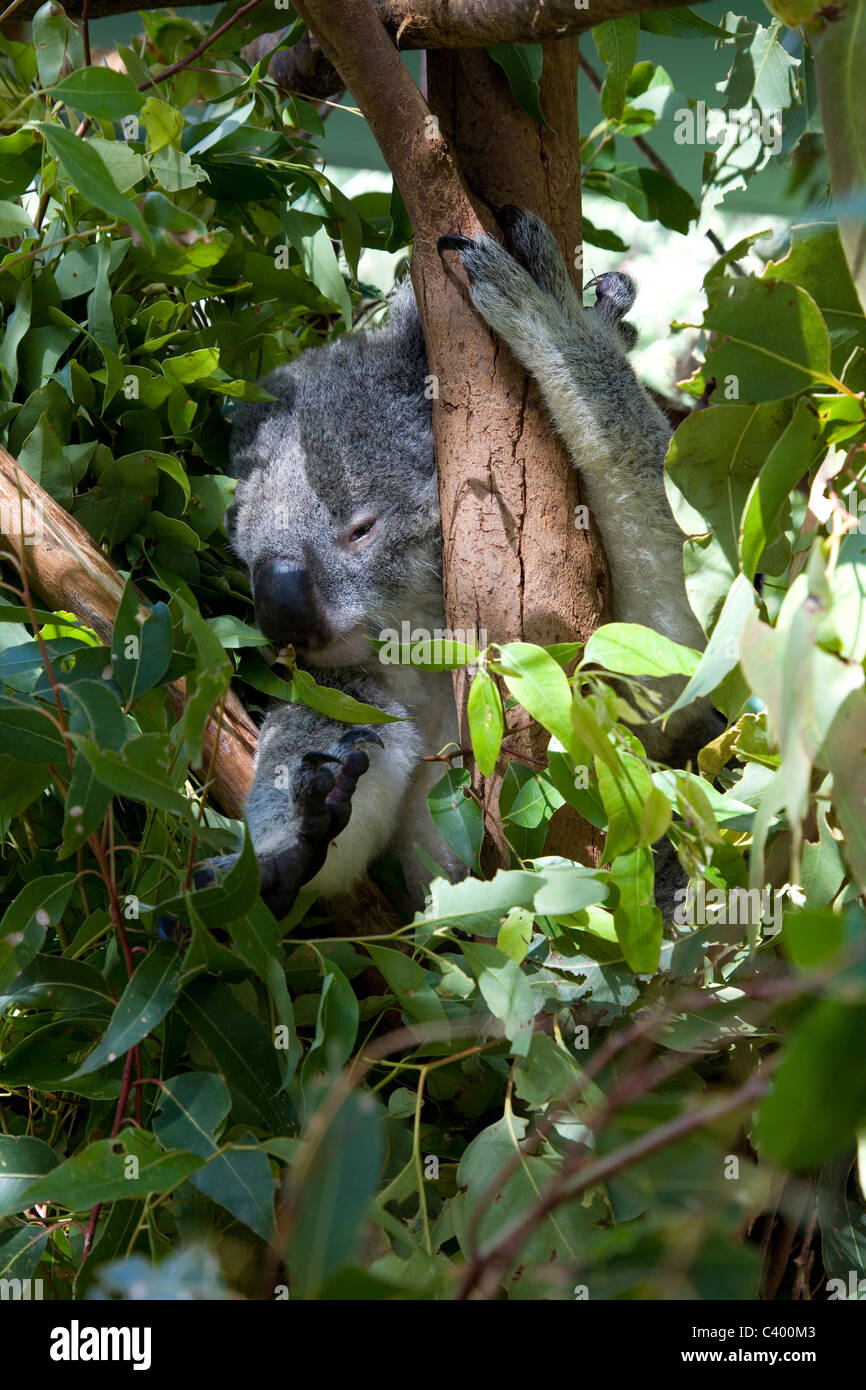 Il Koala portano a Steve Irwins's Zoo, Casa del cacciatore del coccodrillo Foto Stock