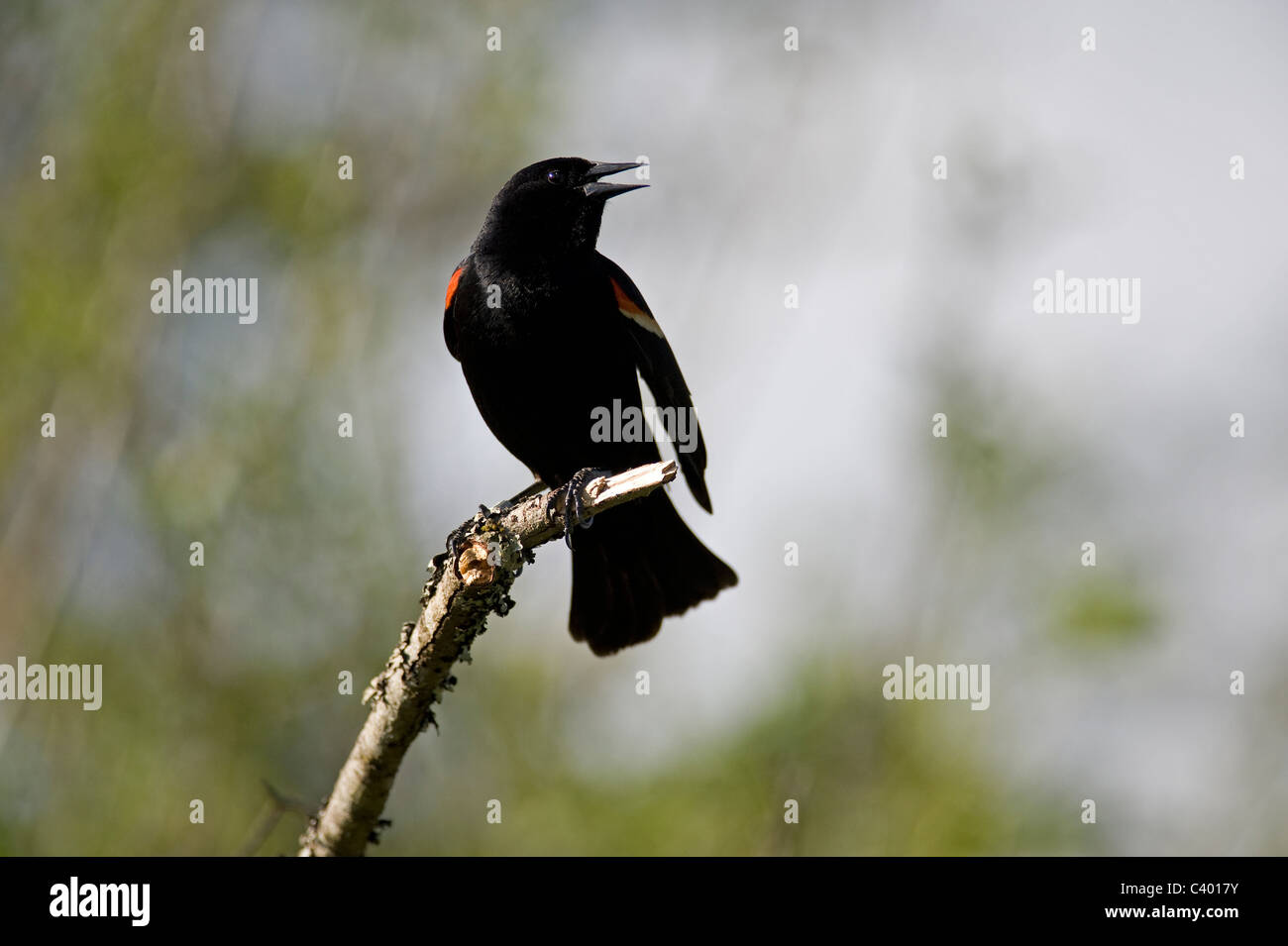 Black Bird cantando sul ramo Foto Stock