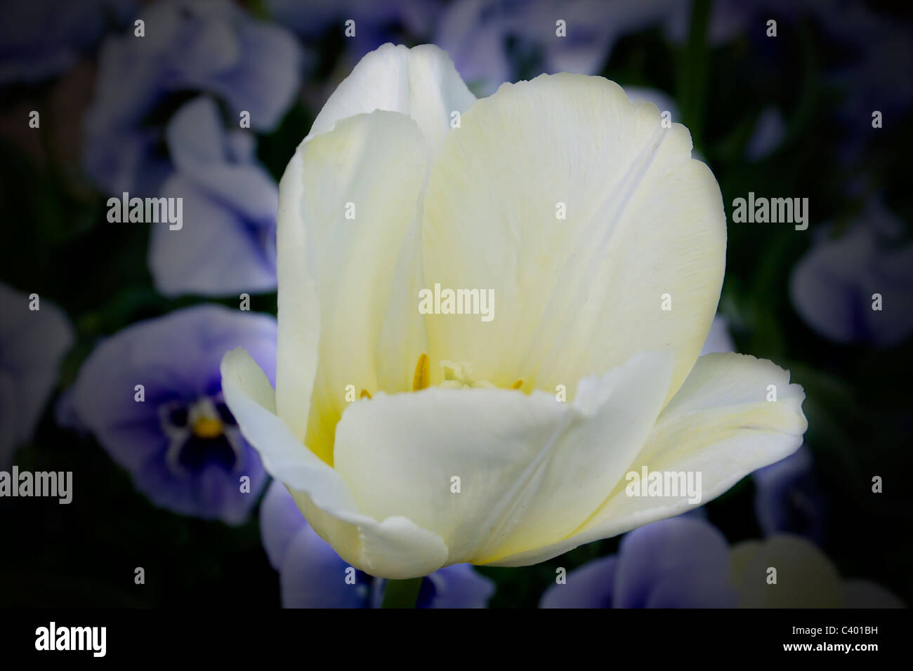 Io amo i tulipani con quelle grandi fiori in grassetto topping un fusto snello Foto Stock Io amo i tulipani con quelle grandi fiori in grassetto topping un fusto snello Foto Stock