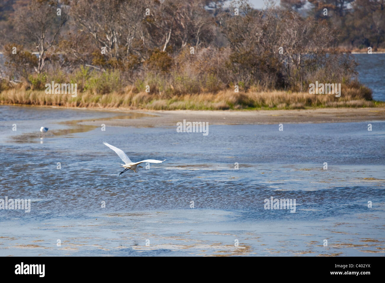 Grande airone bianco, Chincoteague National Wildlife Refuge, Assateague Island in Virginia Foto Stock
