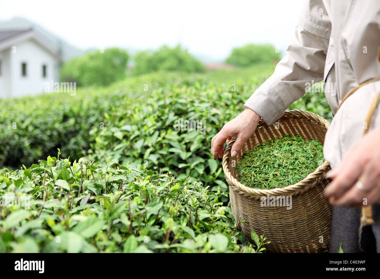 Primo piano della farmer picking le foglie di tè in un tea garden. Foto Stock
