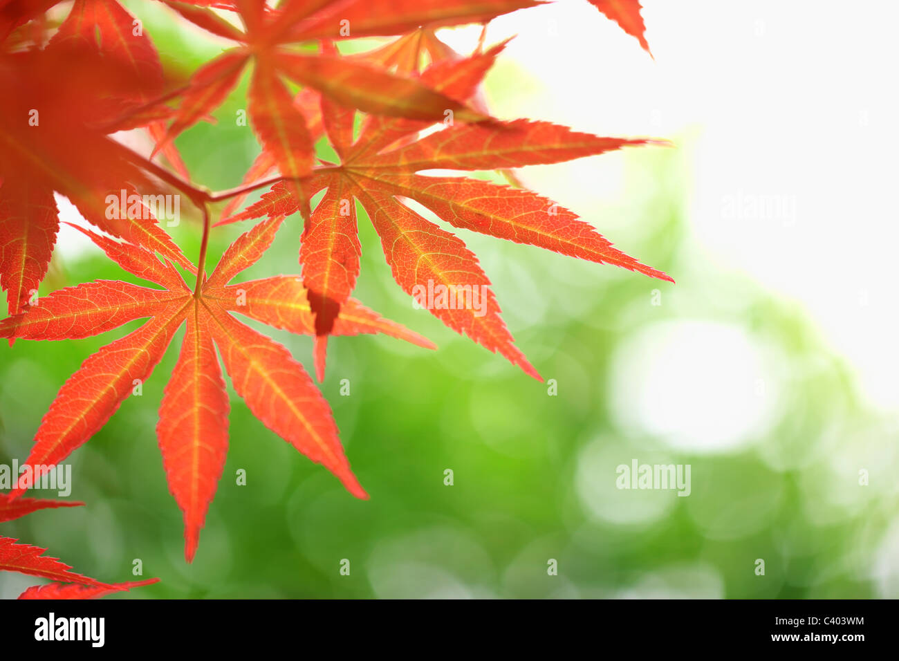 Autunno foglie di acero Foto Stock