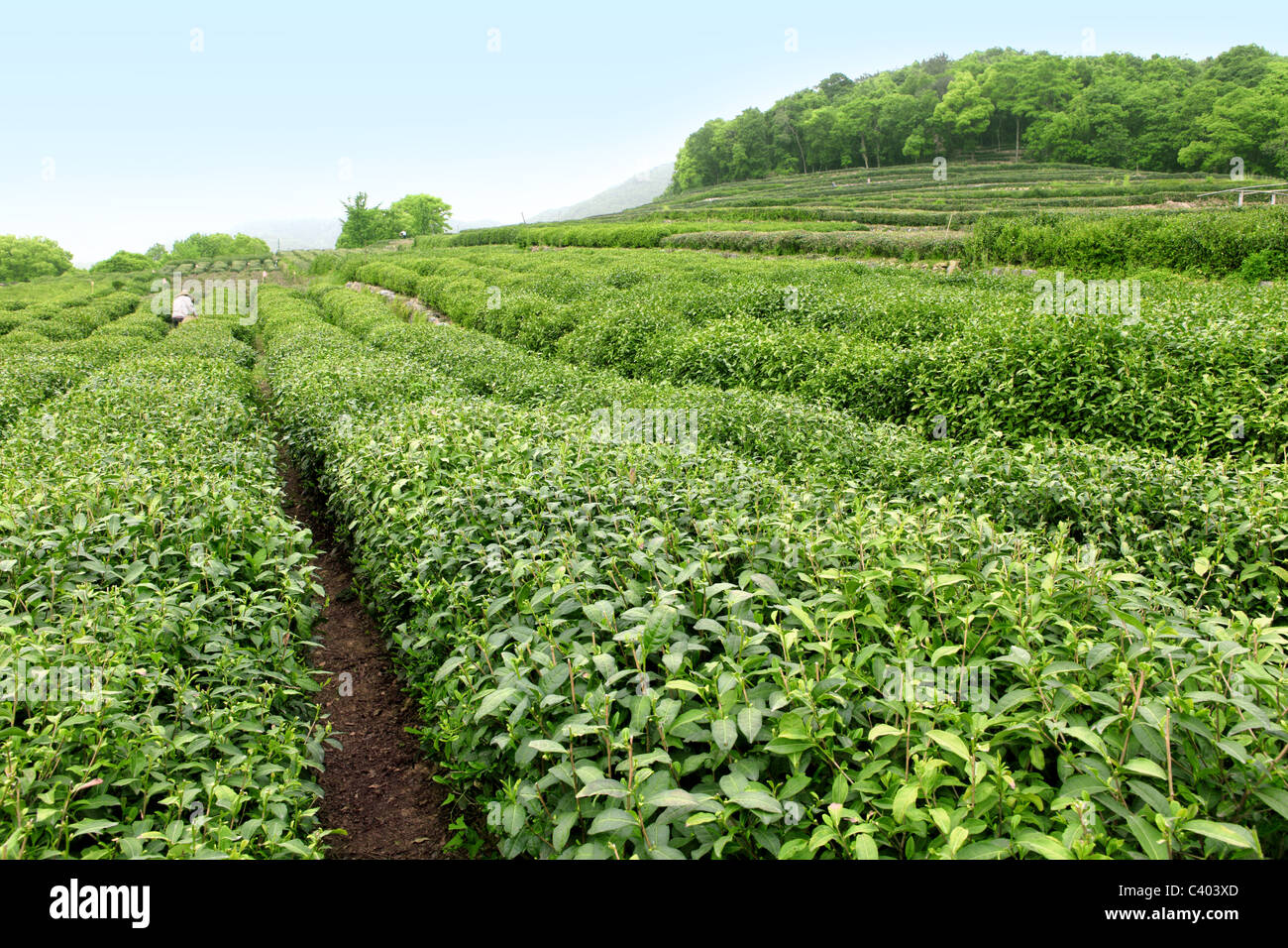 Giardino del tè Foto Stock