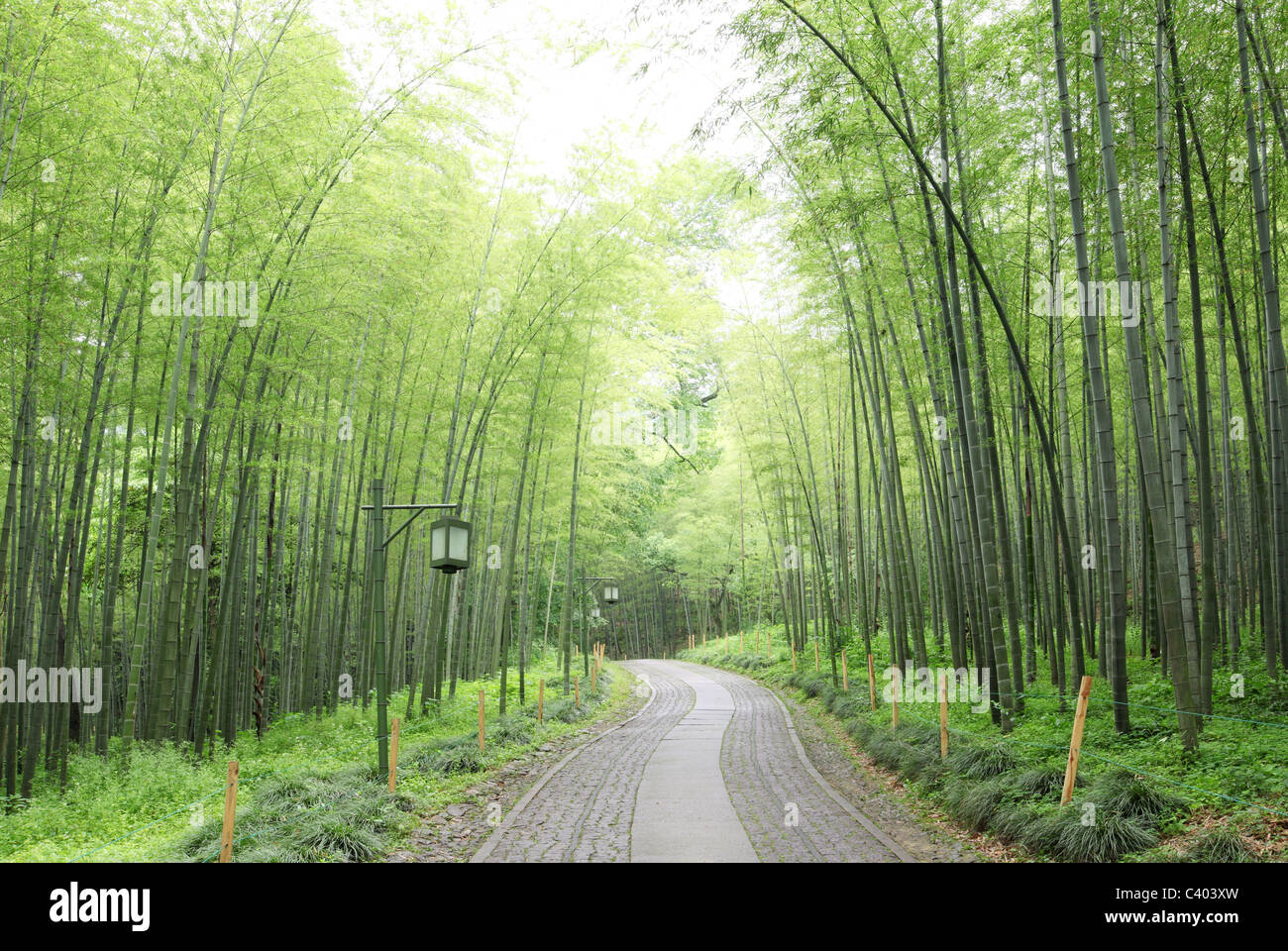 Verde foresta di bamboo -- un sentiero conduce attraverso un rigoglioso bosco di bambù Foto Stock