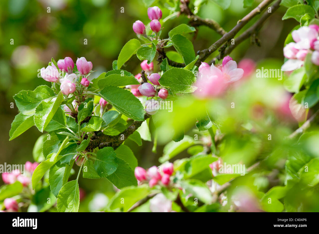 Primavera - Vista dettagliata del melo fiori in fiore nel giardino Foto Stock