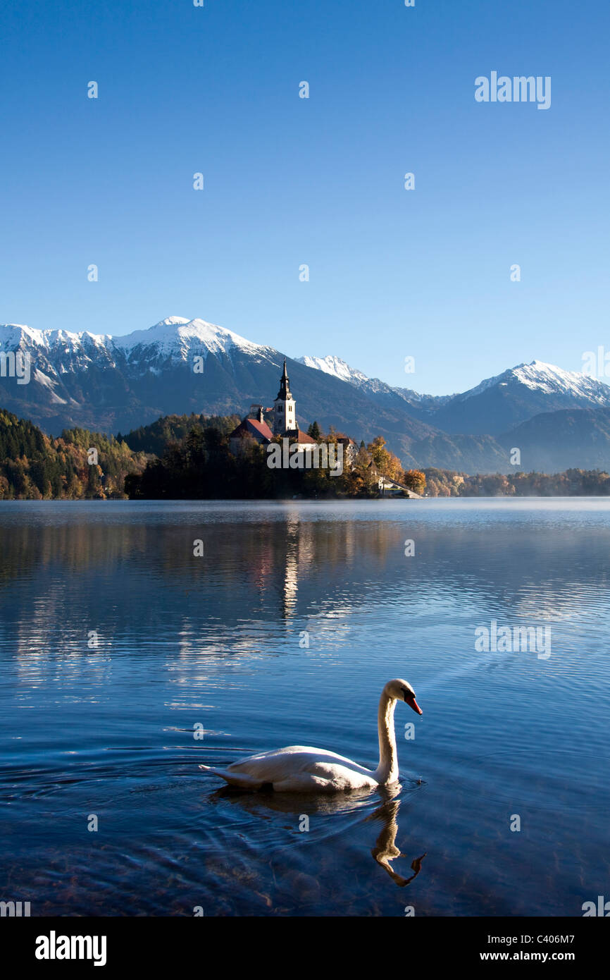 La Slovenia, Europa, Bled, lago, autunno, chiesa, montagne, swan Foto Stock
