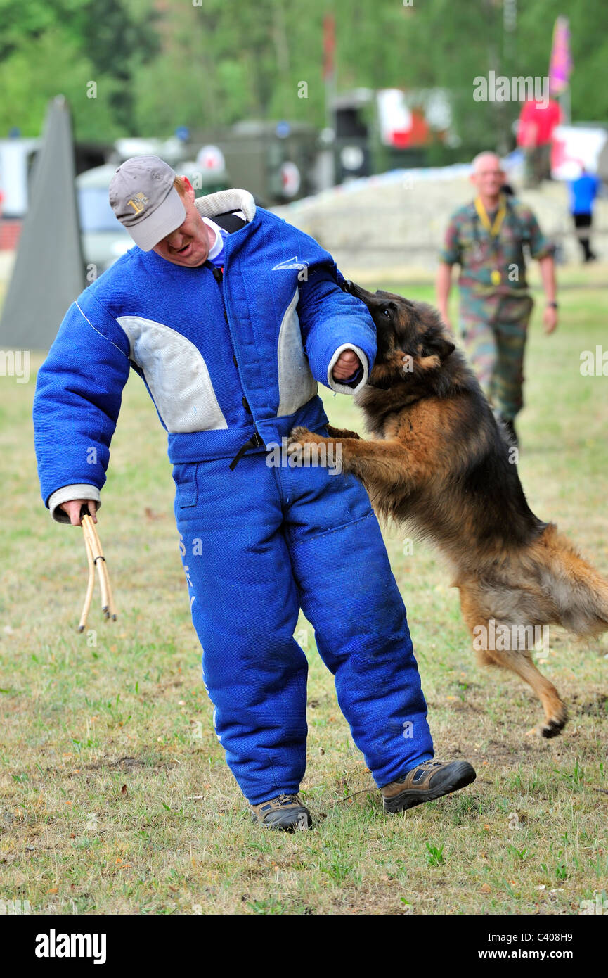 La formazione di un attacco militare cane con uomo in abbigliamento protettivo dell'esercito belga a Leopoldsburg, Belgio Foto Stock