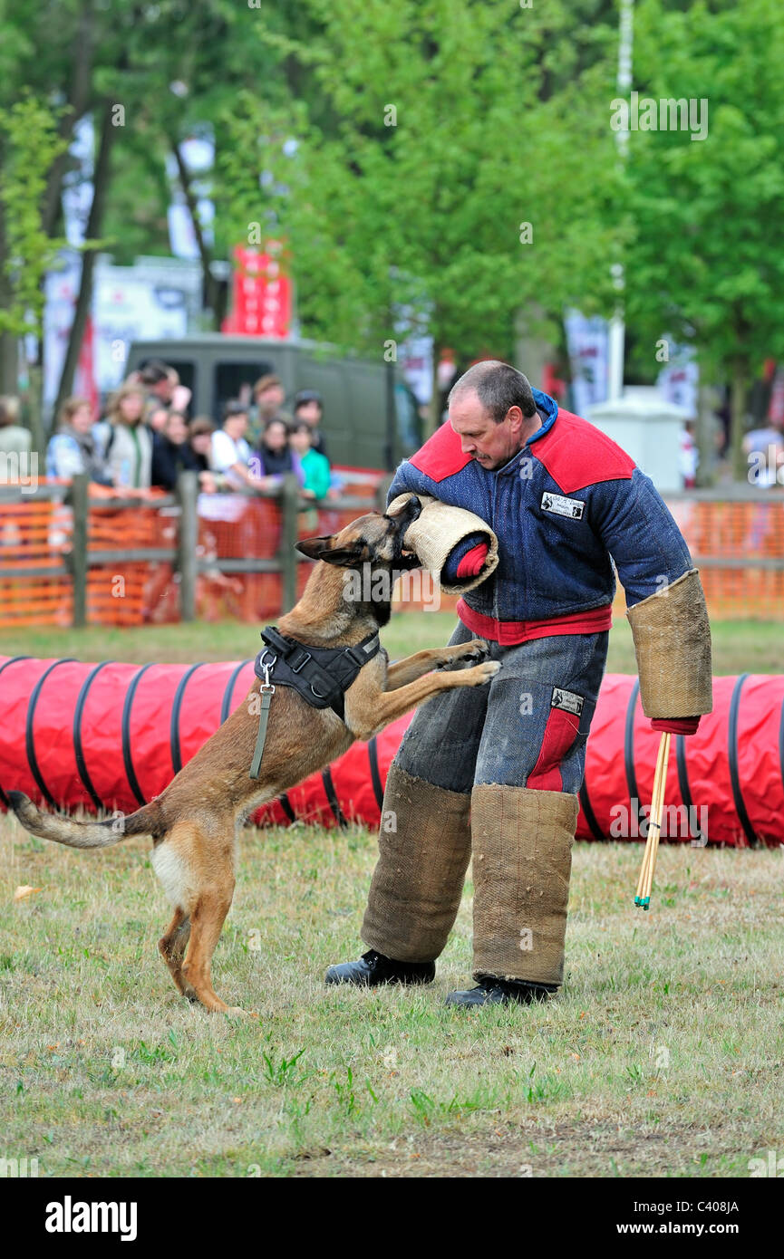 Un attacco militare cane pastore belga cane / Malinois, mordere l uomo in abbigliamento protettivo durante la giornata di apertura dell'esercito in Belgio Foto Stock