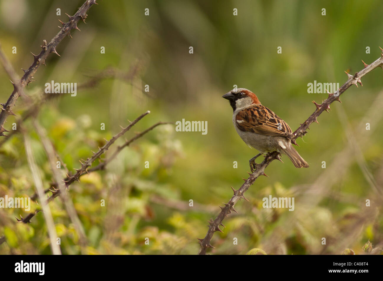 Maschio di casa passero Passer domesticus Marazion Marsh RSPB Cornovaglia Foto Stock