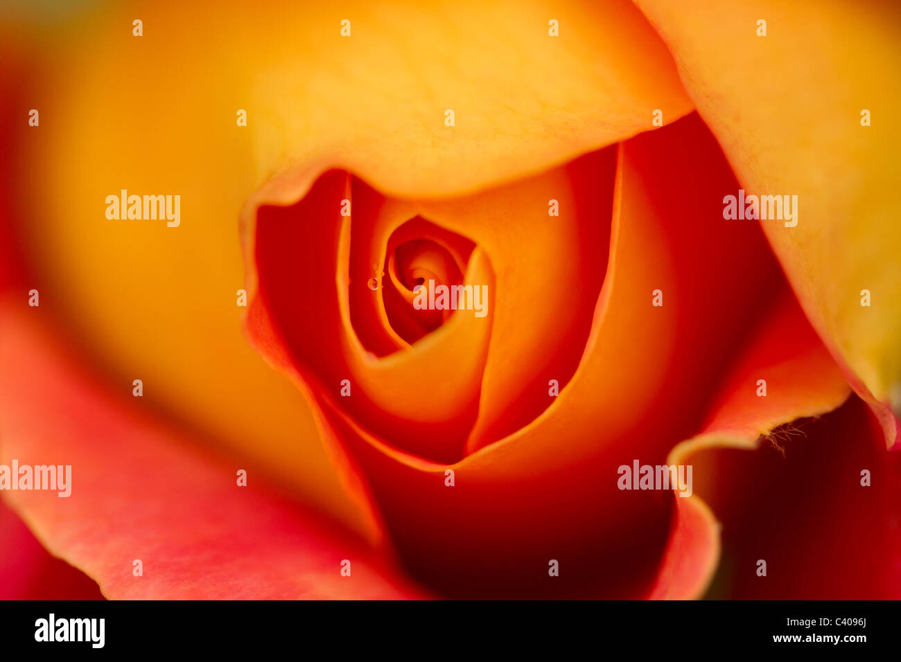 Bocciolo di rosa fiore Foto Stock