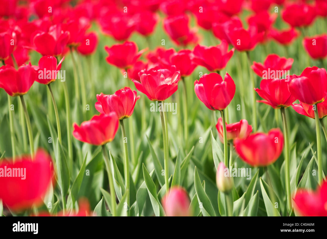 La molla tulip blossom bassa profondità di campo Foto Stock