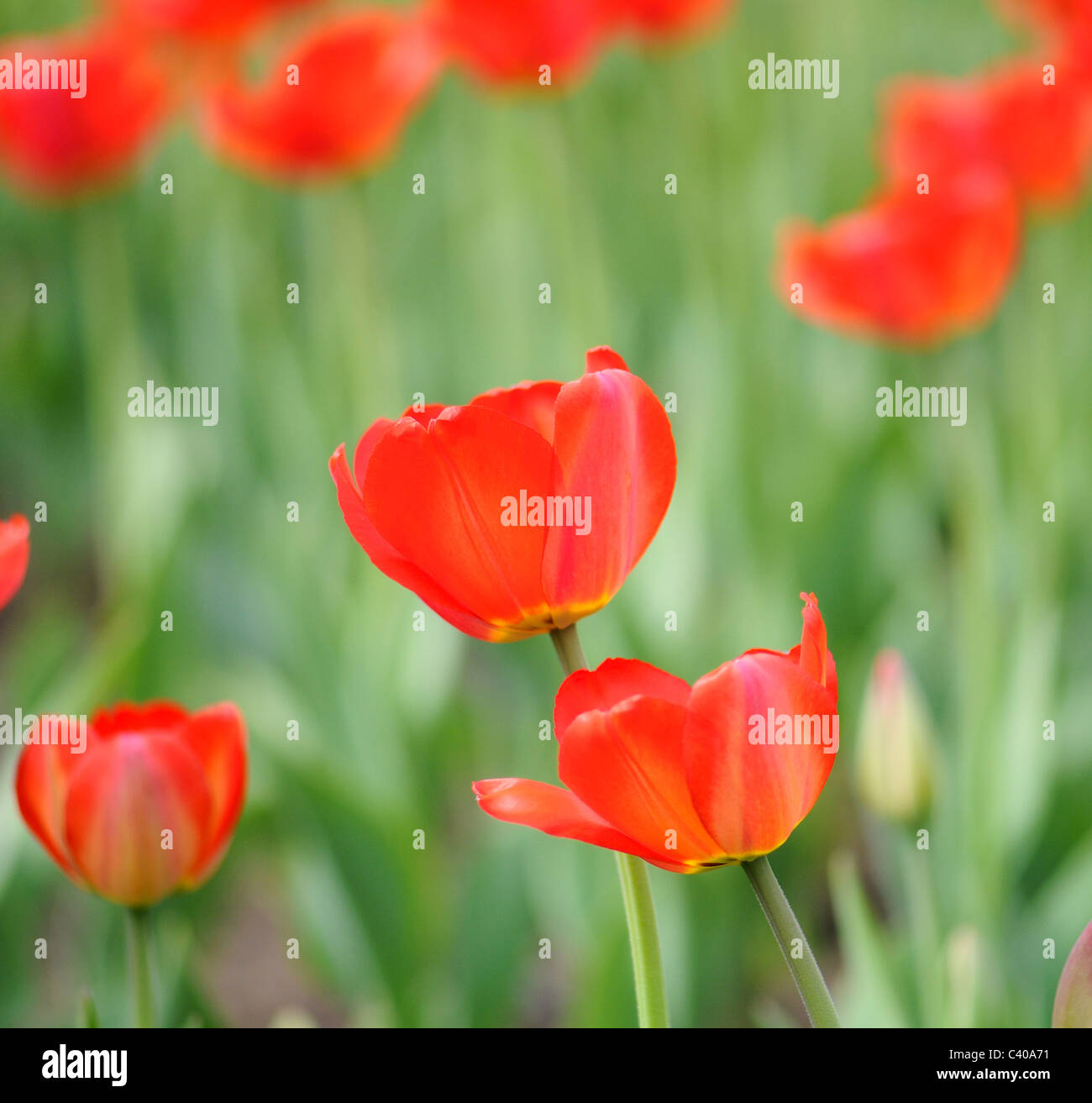 Tulipani rossi su sfondo verde Foto Stock
