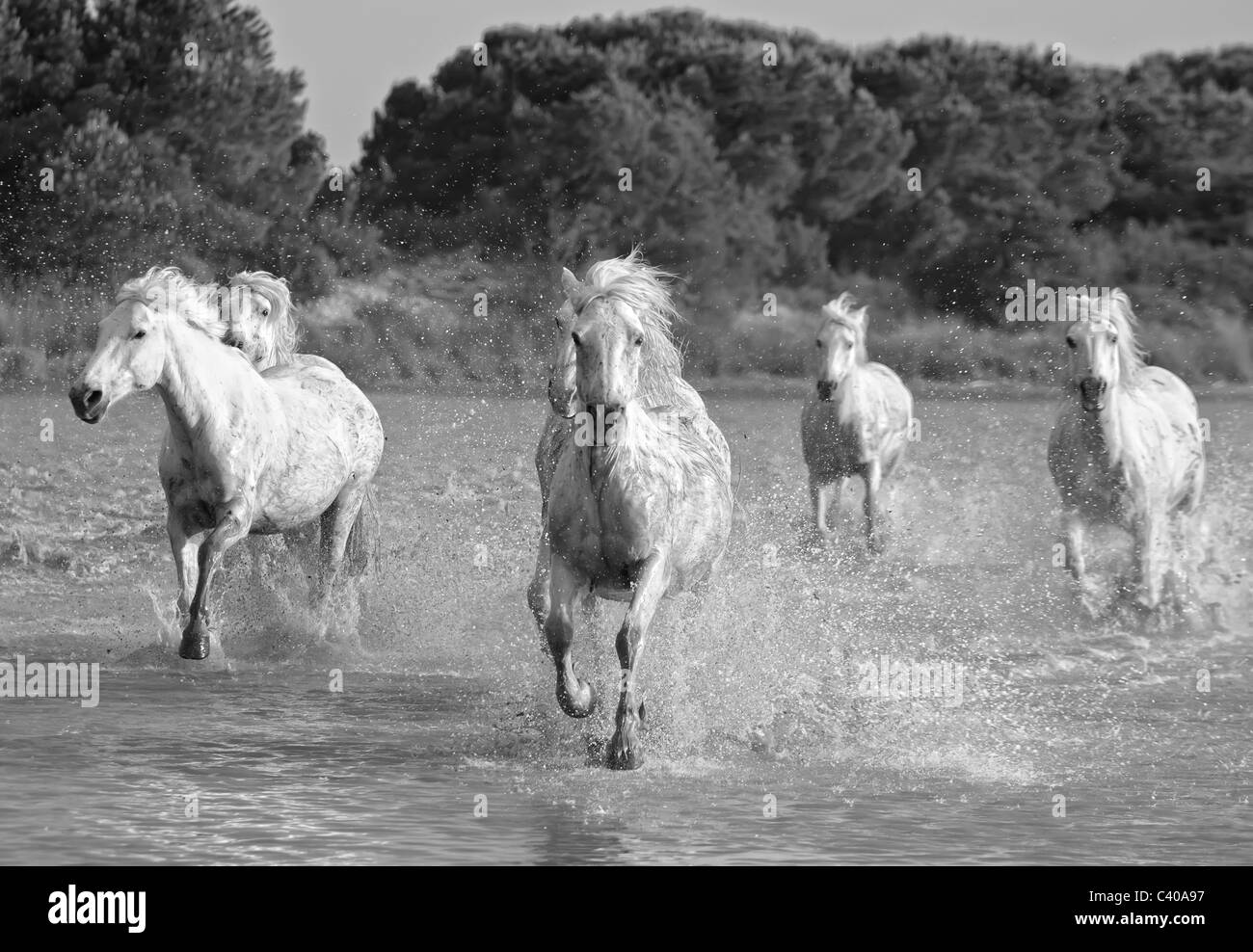 Corsa di cavalli in un stagno in Camargue del sud della Francia Foto Stock