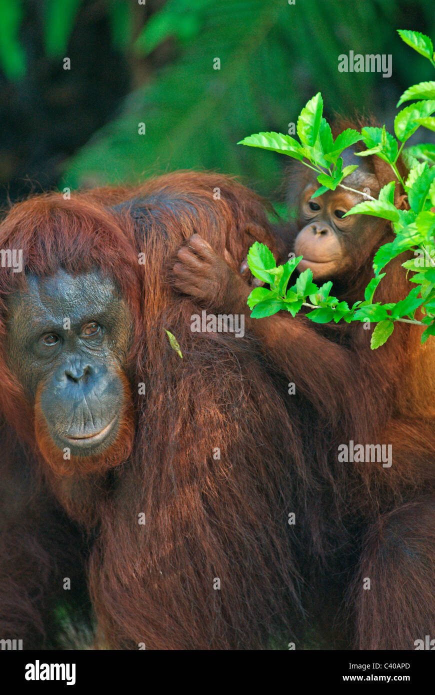 Borneone orangutan con baby,Sarawak Foto Stock