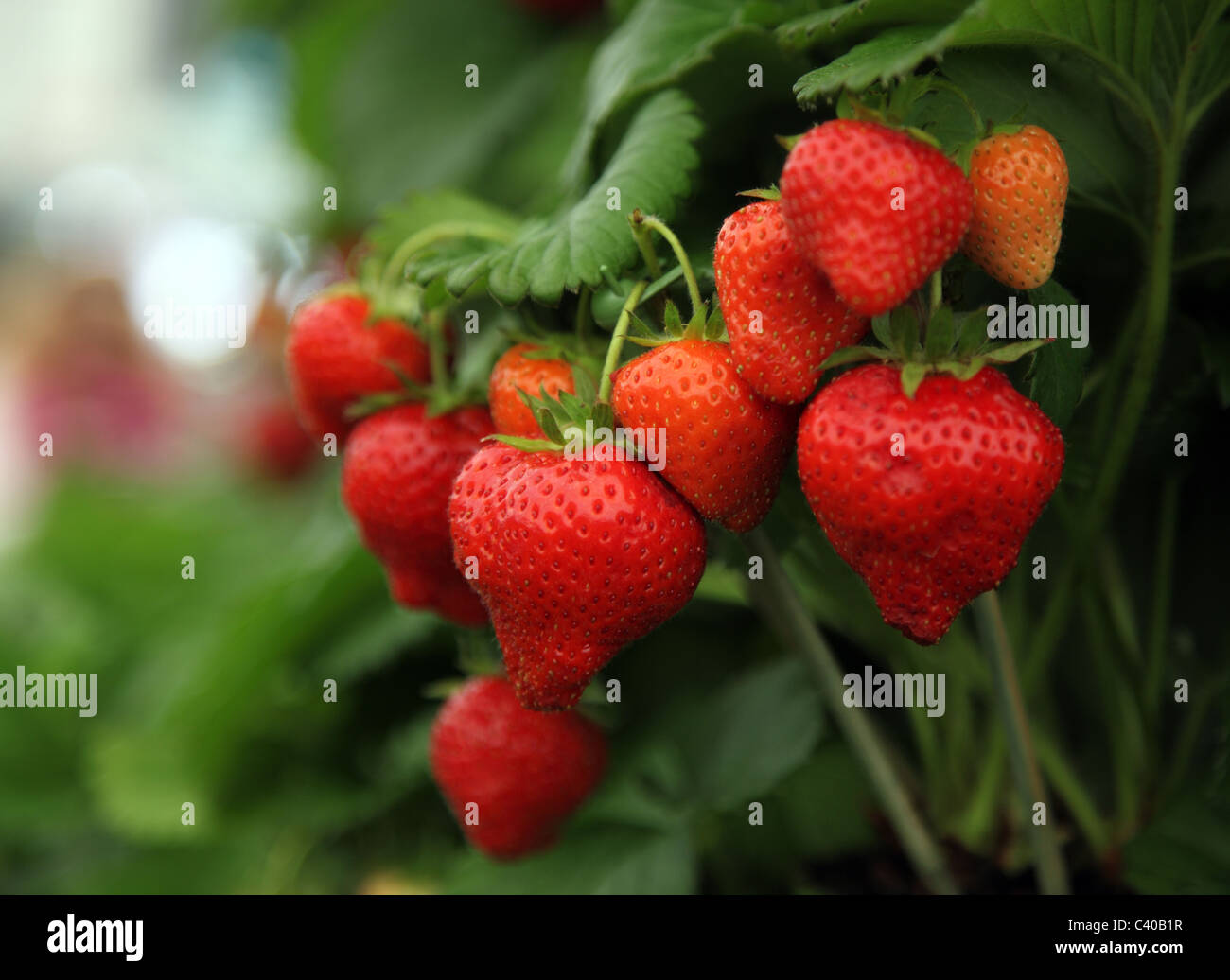 Fragola Lucy Chelsea Flower Show 2011 Foto Stock
