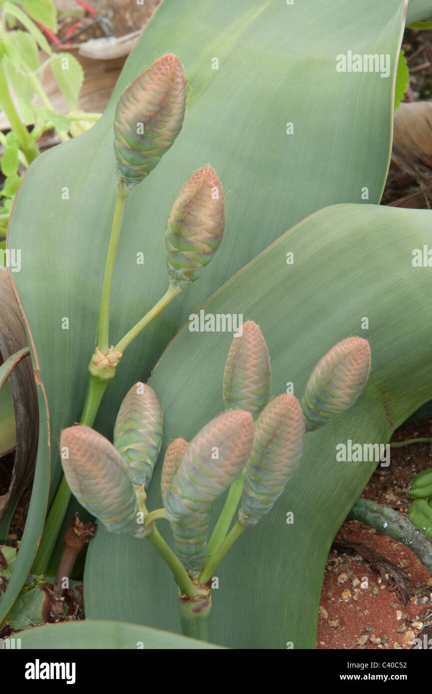 Welwitschia (Welwitschia mirabilis) close-up di cono femmina Kirstenbosch National Botanical Garden Cape Town Western Cape Africa Foto Stock