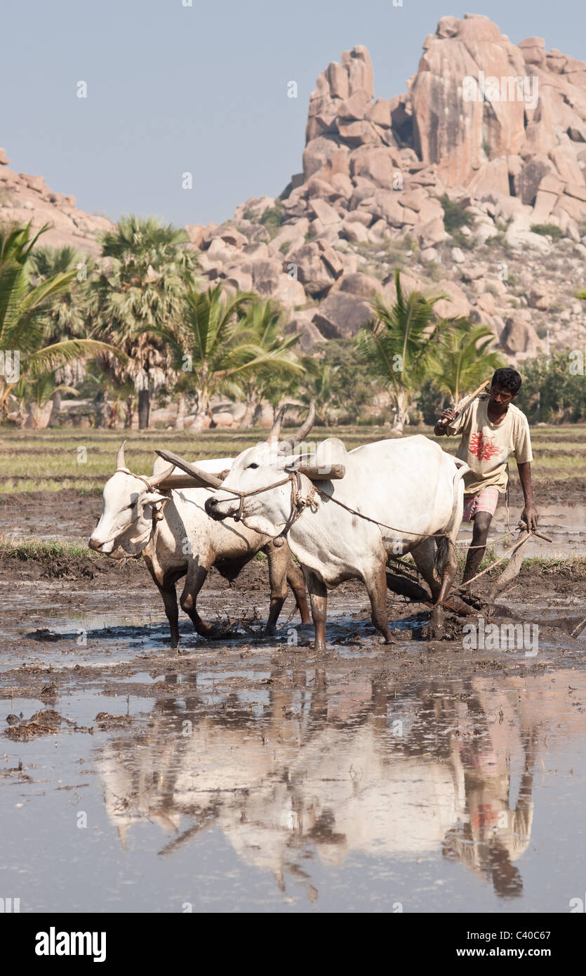 Uomo al lavoro con aratro e buoi in un risone Foto Stock