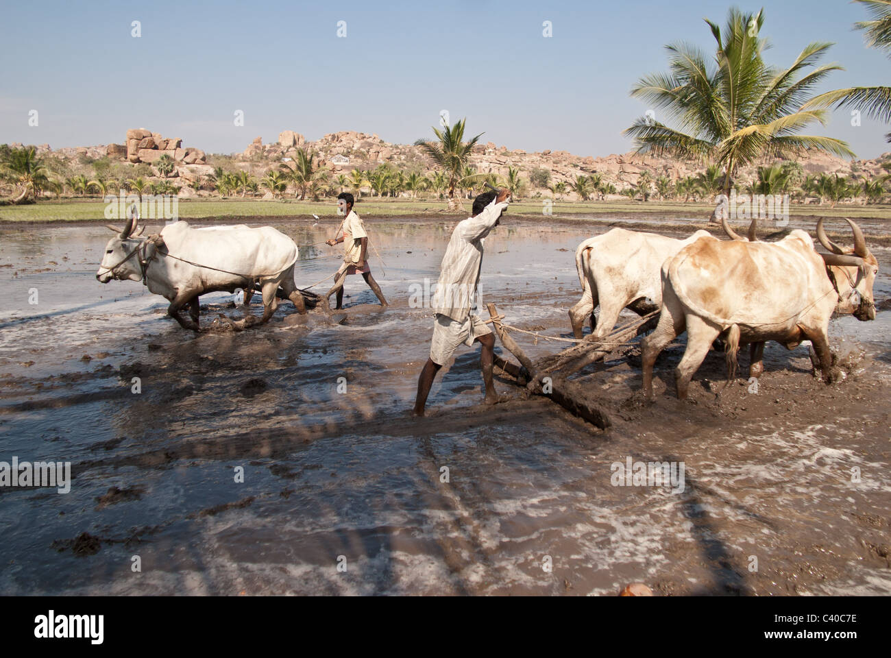 Uomini al lavoro con aratri e buoi in un risone Foto Stock