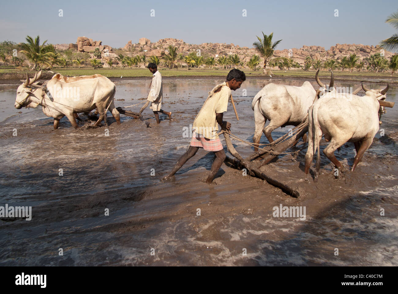 Uomini al lavoro con aratri e buoi in un risone Foto Stock