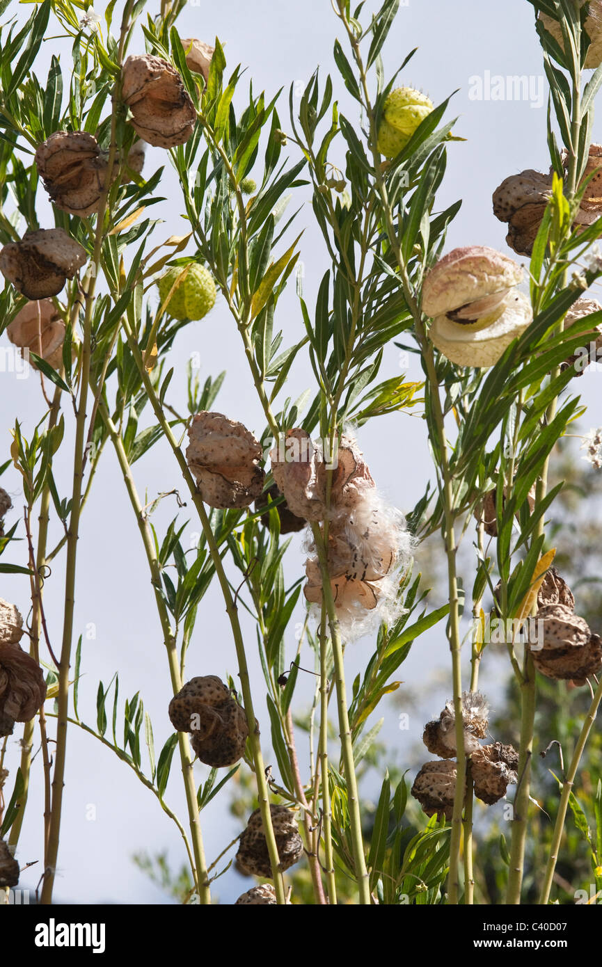 Milkwood palloncino (Gomphocarpus physocarpus = Asclepias physocarpa) lascia utilizzato come tabacco da fiuto per il mal di testa Kirstenbosch Cape Foto Stock