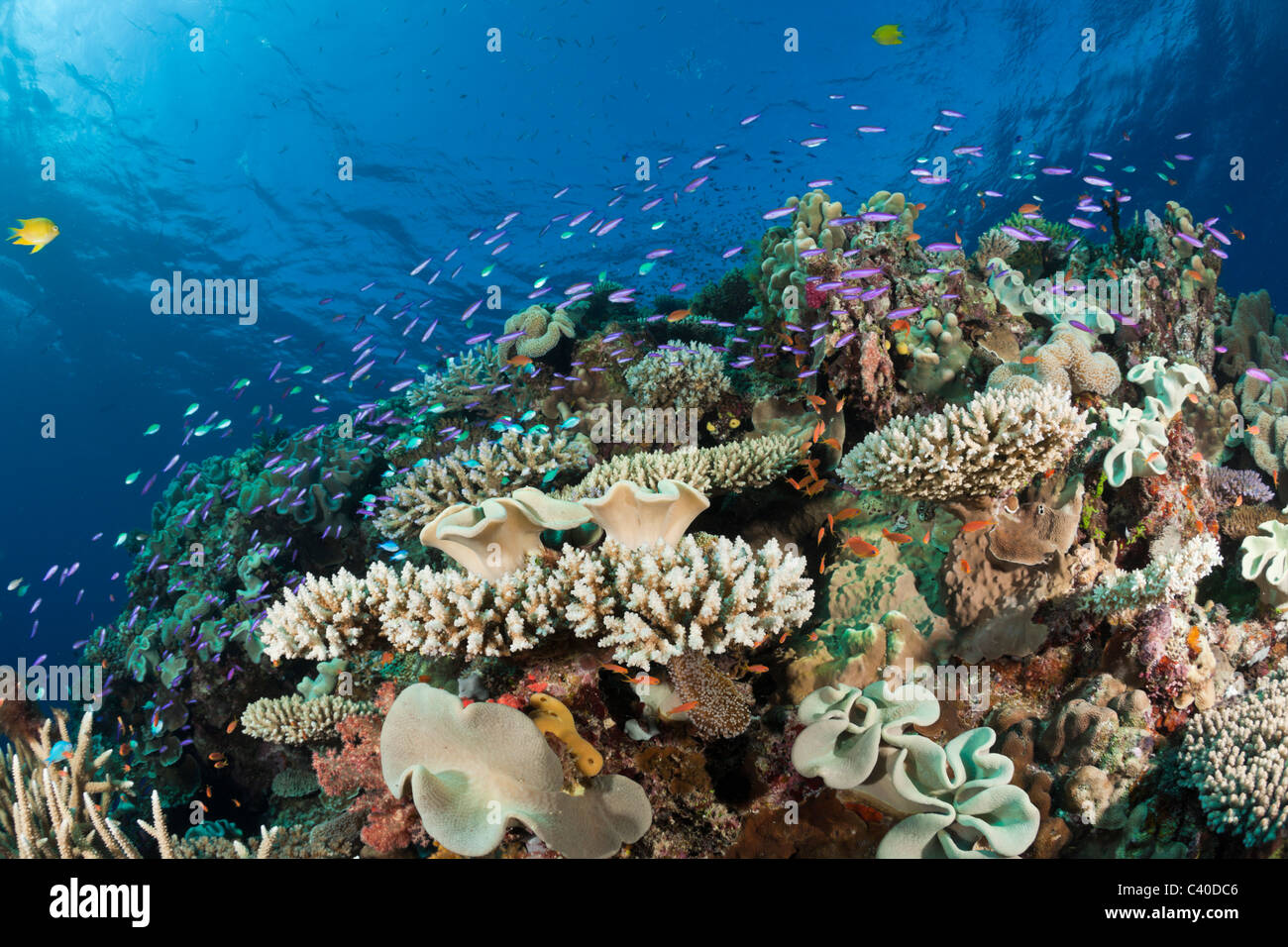 Ricche di specie della Barriera Corallina, Wakaya, Lomaiviti, Isole Figi Foto Stock