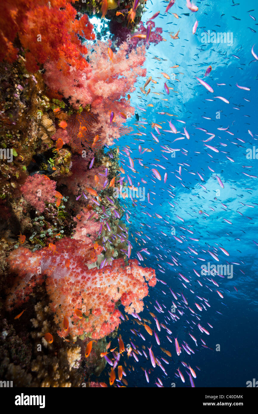 Colorata Barriera Corallina, Makogai, Lomaviti, Isole Figi Foto Stock