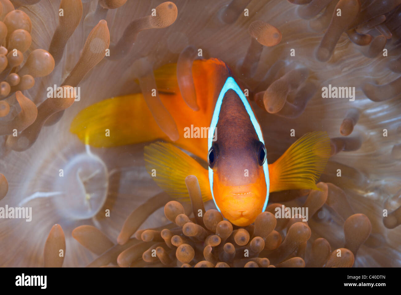 Pomodoro, Anemonefish Amphiprion frenatus, Gau, Lomaiviti, Isole Figi Foto Stock