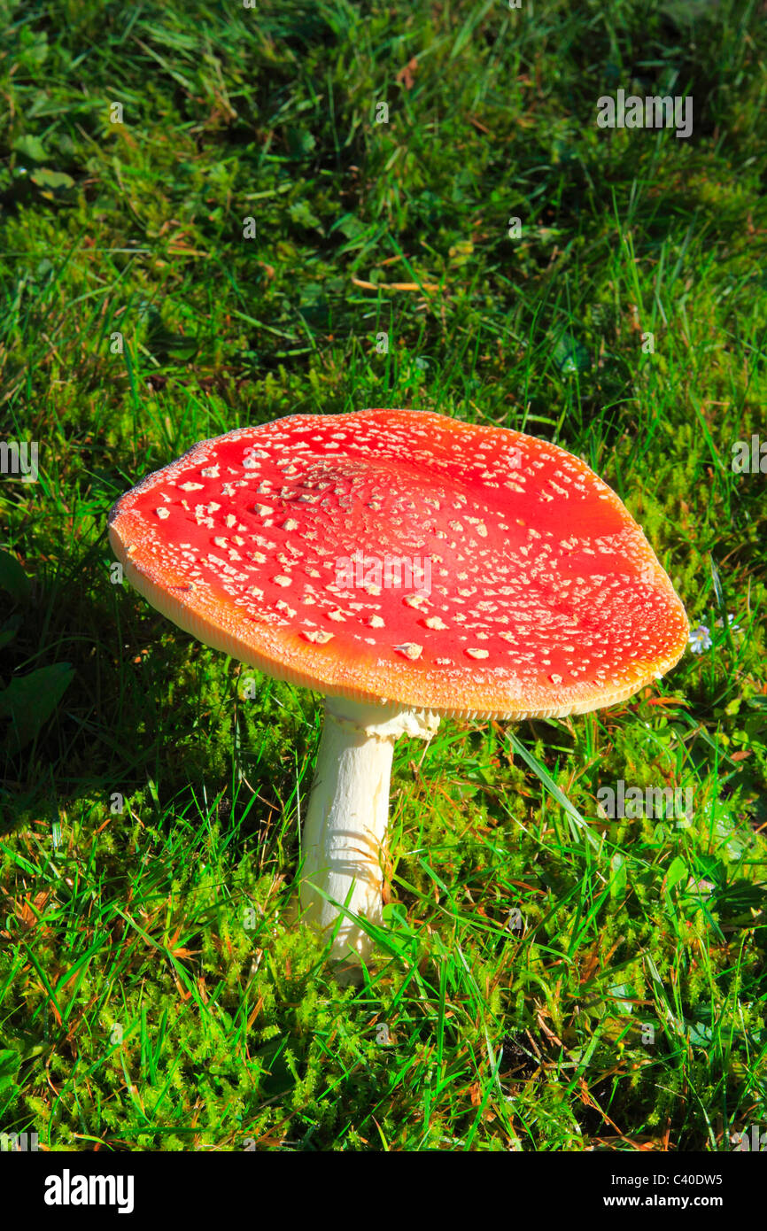 Amanita muscaria var. muscaria, Germania, fly agaric, fiocchi, scaglie, pericolo minaccia, cappello, natura, piante, funghi, Rottweil, Blac Foto Stock