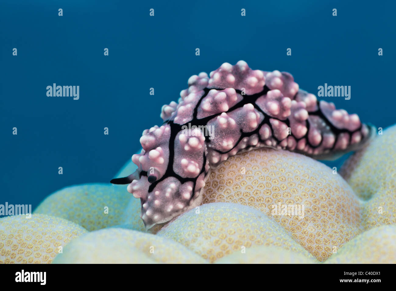 Mare Dwarty Slug su Coral, Phyllidiopsis krempfi, Gau, Lomaiviti, Isole Figi Foto Stock