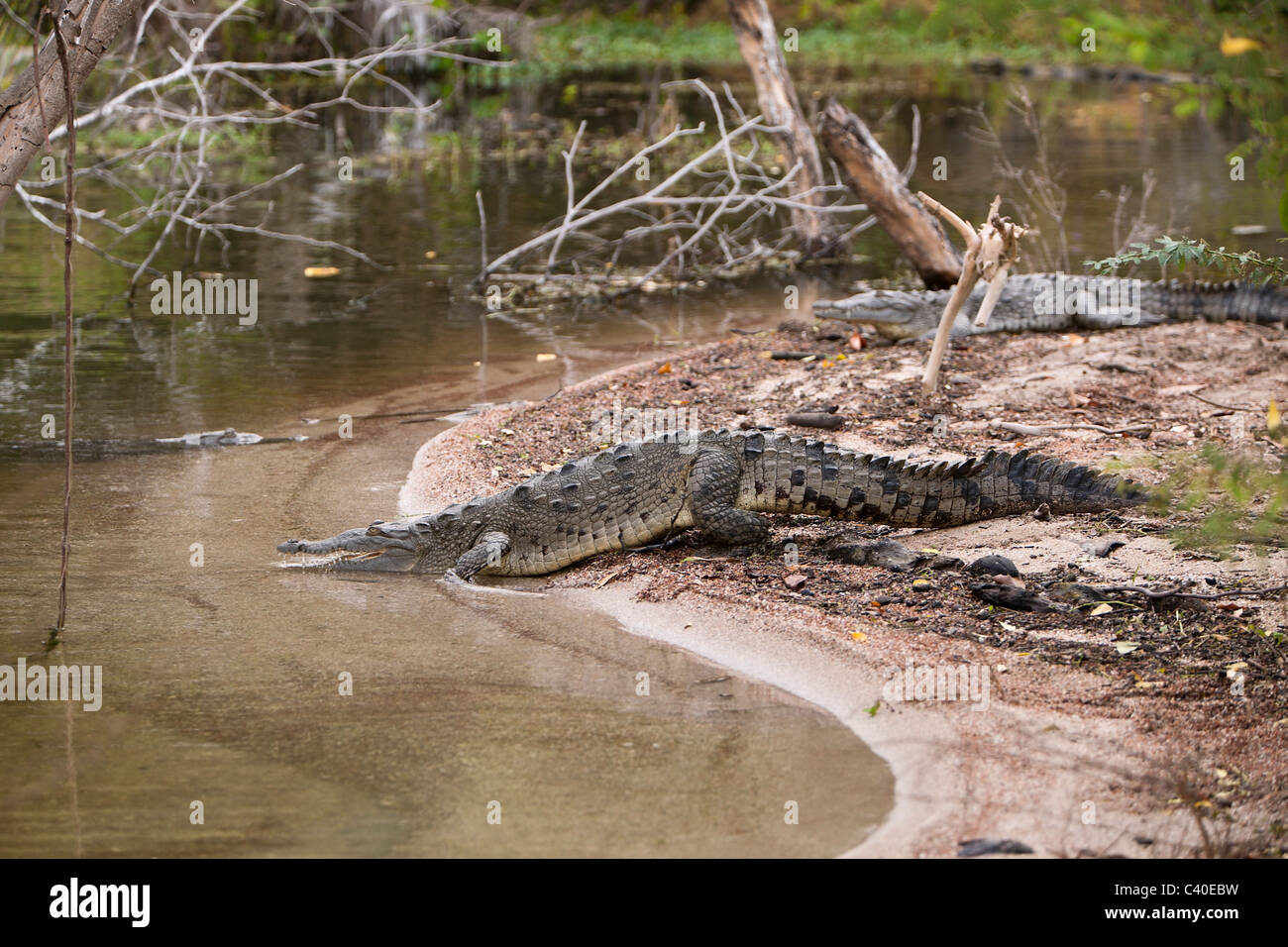 Coccodrillo americano a Saltlake lago Enriquillo, Crocodylus acutus, Isla Cabritos National Park, Repubblica Dominicana Foto Stock