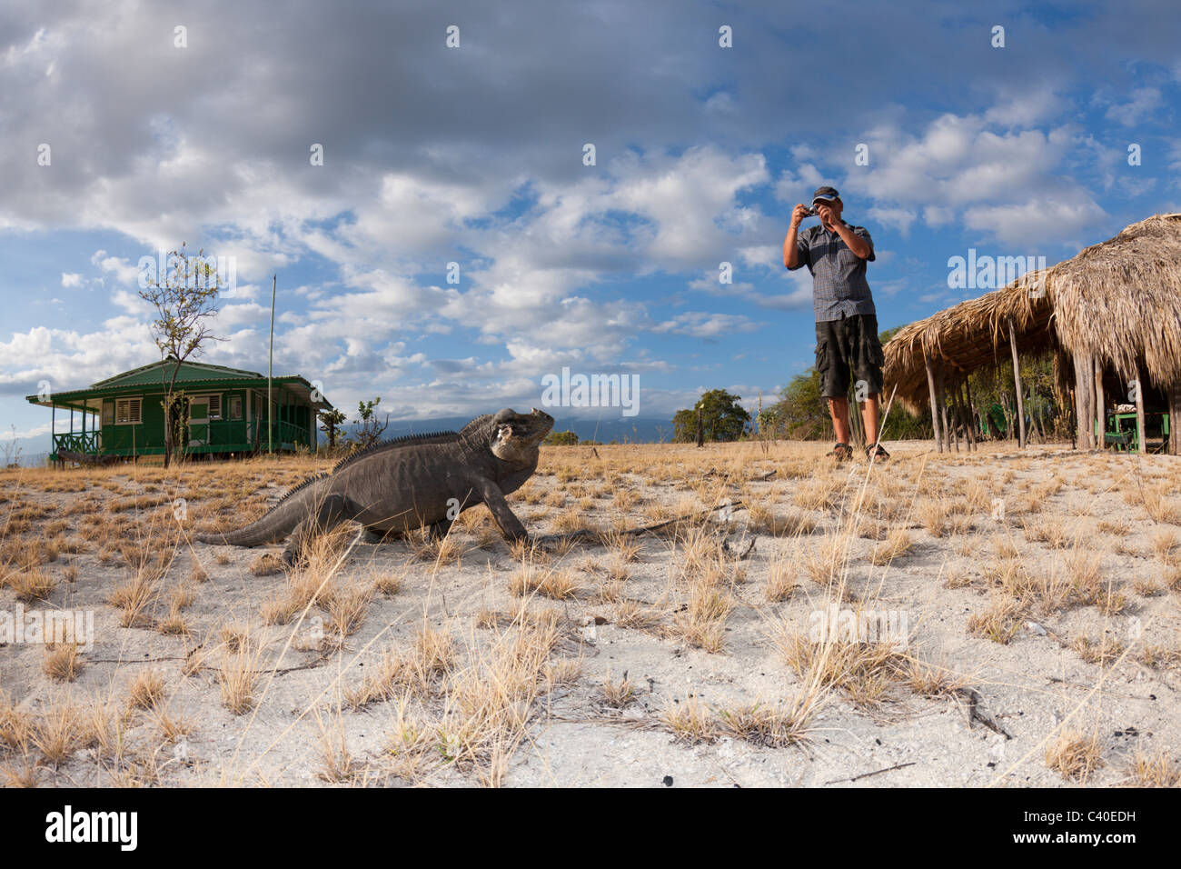 Rhinoceros Iguana a Isla Cabritos National Park, Cyclura cornuta, lago Enriquillo, Repubblica Dominicana Foto Stock