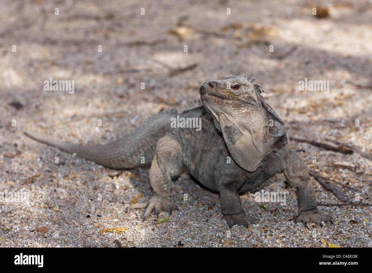 Massa Hispaniolan Iguana, Cyclura ricordii, Isla Cabritos National Park, lago Enriquillo, Repubblica Dominicana Foto Stock