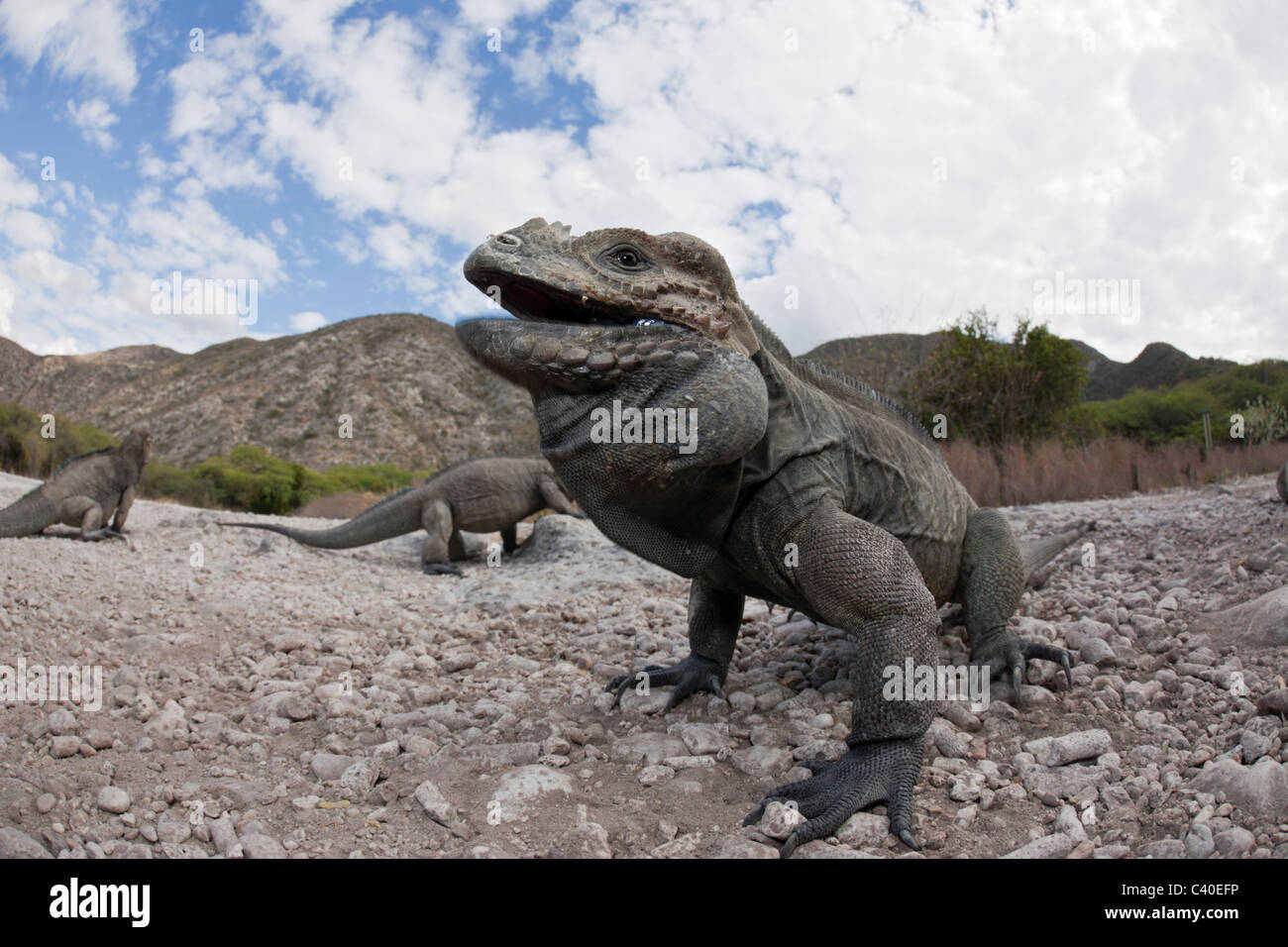 Il rinoceronte, Iguana Cyclura cornuta, Isla Cabritos National Park, lago Enriquillo, Repubblica Dominicana Foto Stock