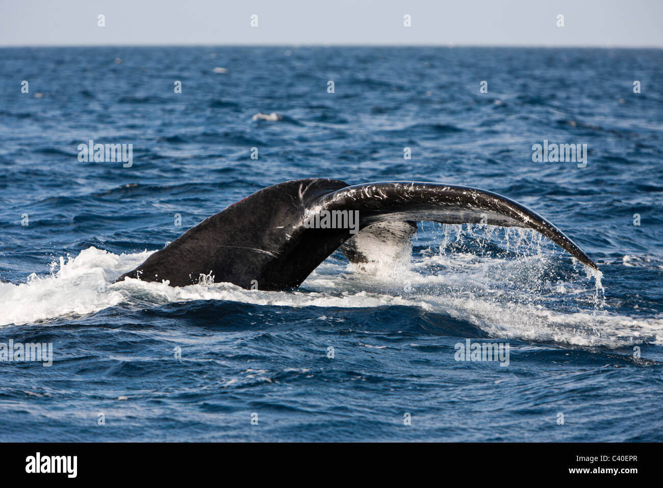 Pinna caudale di Humpback Whale, Megaptera novaeangliae, penisola di Samana, Repubblica Dominicana Foto Stock