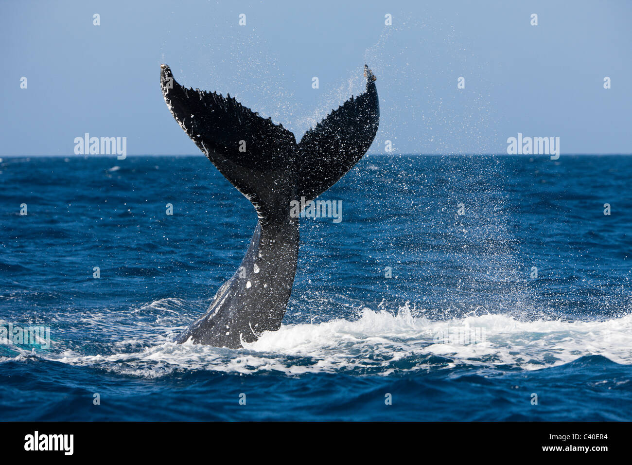 Pinna caudale di Humpback Whale, Megaptera novaeangliae, penisola di Samana, Repubblica Dominicana Foto Stock