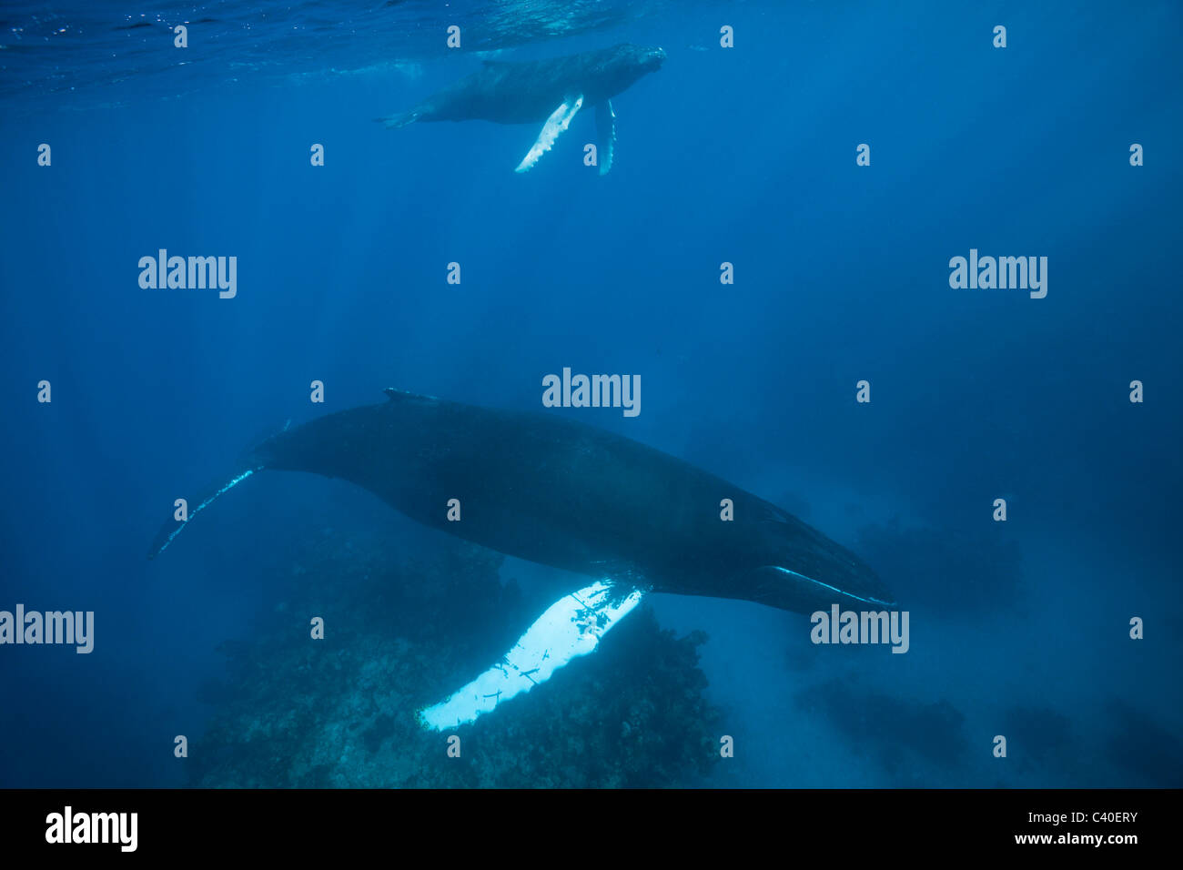 Humpback Whale, madre e del polpaccio, Megaptera novaeangliae, penisola di Samana, Repubblica Dominicana Foto Stock