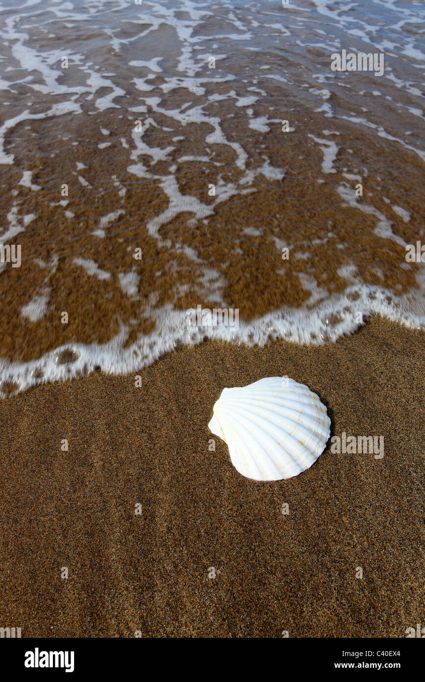 1, dettaglio Jakobs, capesante shell, pellegrino smerlo, costa, linea, macro, Bull, tori, le cozze, molluschi, motivo di close-up, natura, Foto Stock