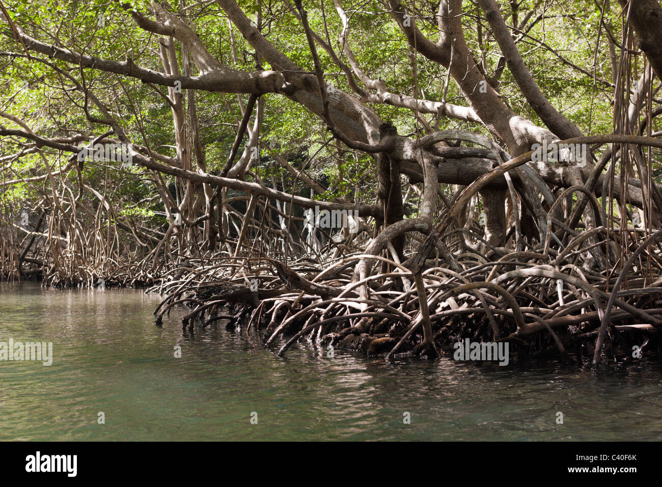 Le mangrovie Rhizophora, Parco Nazionale Los Haitises, Repubblica Dominicana Foto Stock