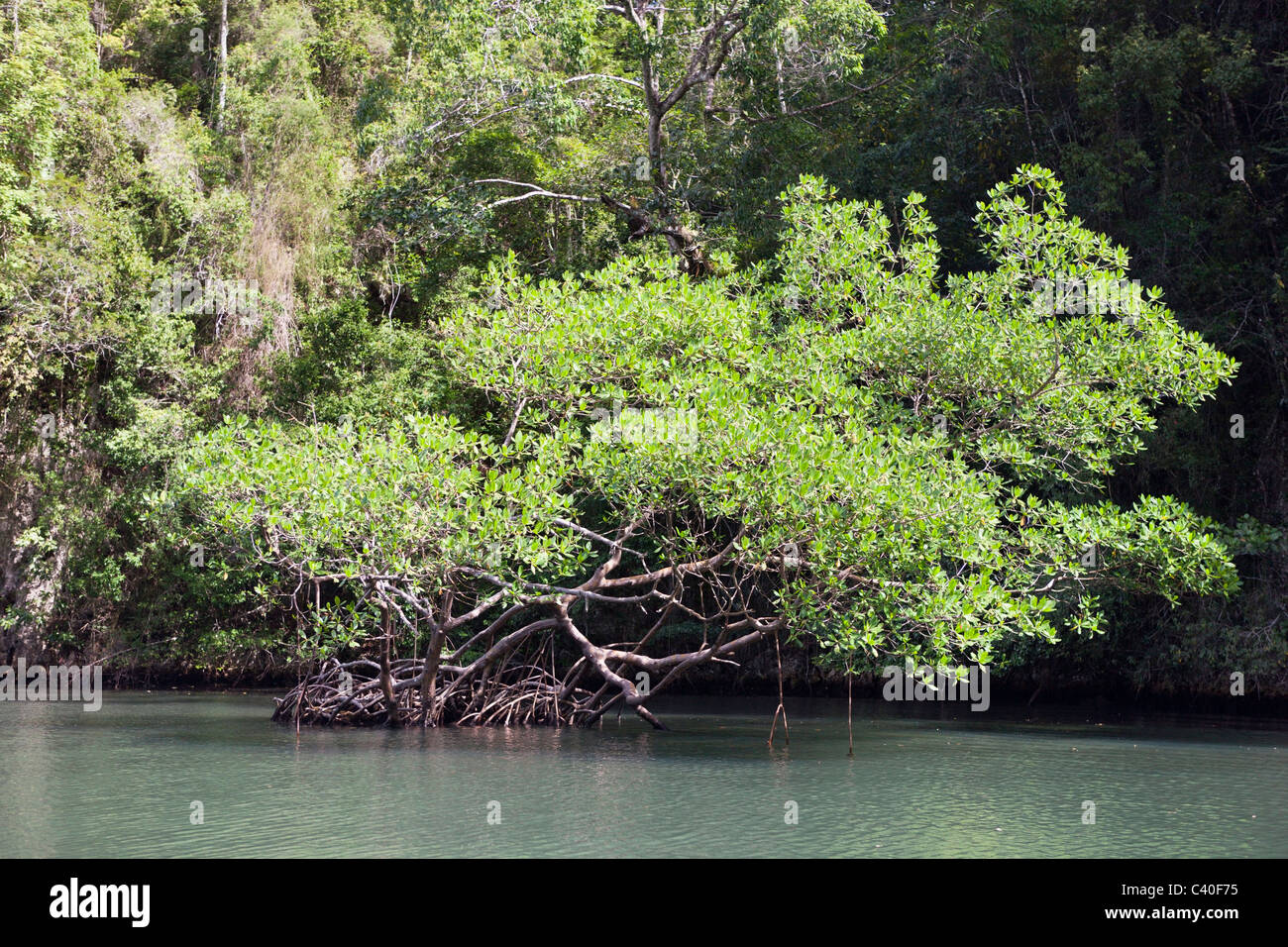 Le mangrovie Rhizophora, Parco Nazionale Los Haitises, Repubblica Dominicana Foto Stock