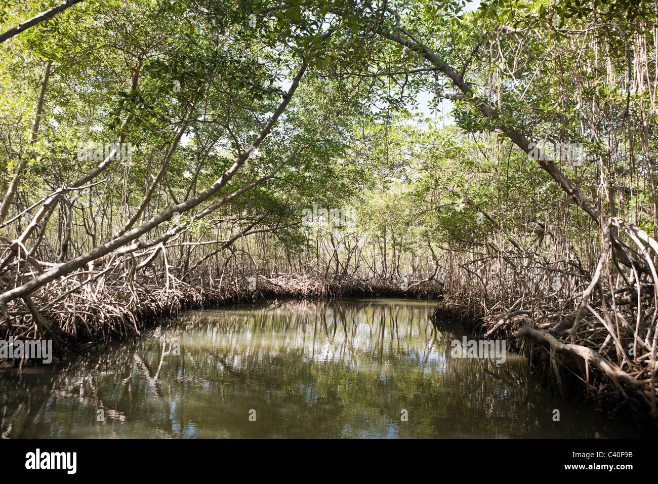 Le mangrovie Rhizophora, Parco Nazionale Los Haitises, Repubblica Dominicana Foto Stock