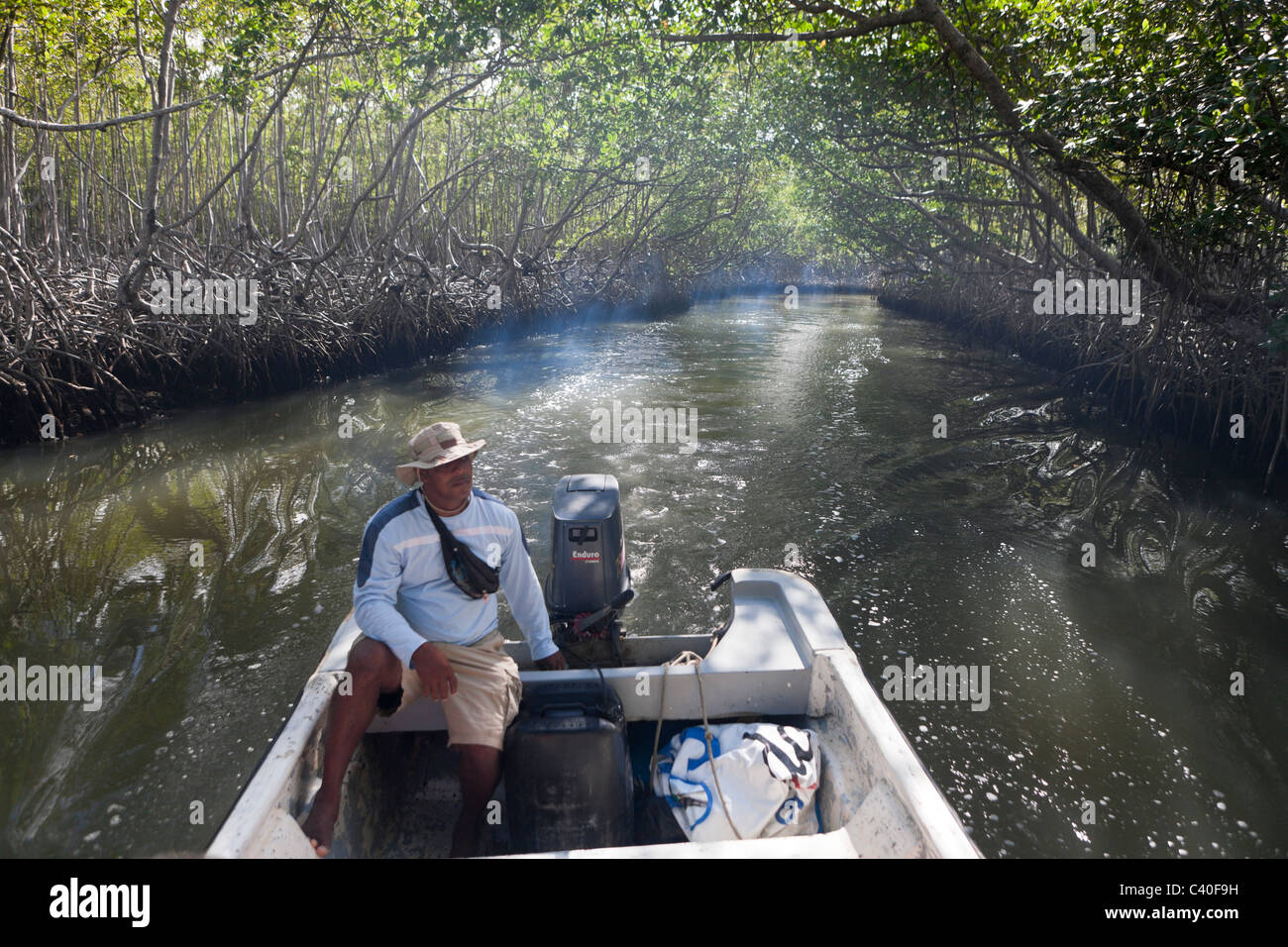 Escursione nelle mangrovie, Rhizophora, Parco Nazionale Los Haitises, Repubblica Dominicana Foto Stock