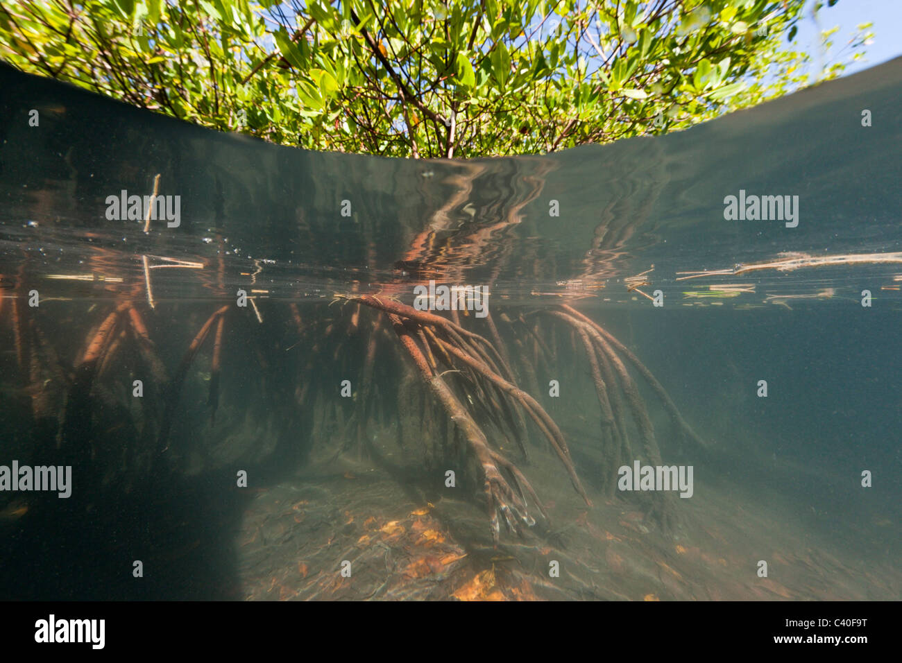 Le mangrovie Rhizophora, Parco Nazionale Los Haitises, Repubblica Dominicana Foto Stock